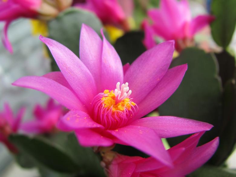 Free stock image of Pretty purple flower created by Boris Kyurkchiev