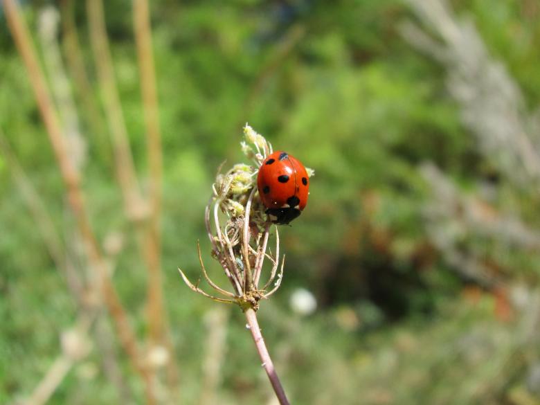 Free stock image of Lady bug on a branch created by Boris Kyurkchiev
