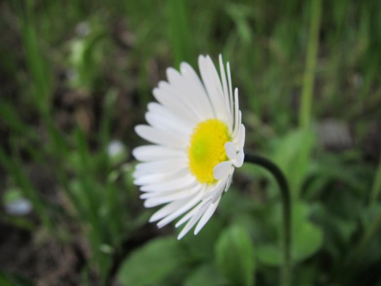 Free stock image of White daisy flower created by Boris Kyurkchiev