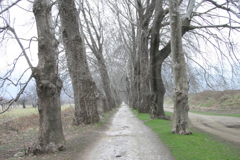 Free stock image of Forest Road created by mustafa yildiz
