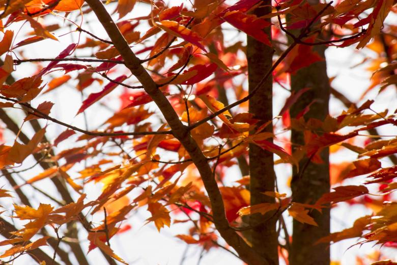 Free stock image of Let it fall created by renato valadez