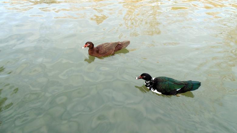Free stock image of Muscovy Ducks created by Laura Dambite