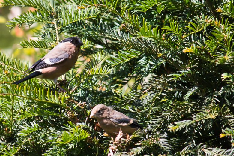 Free stock image of Bullfinch created by Petrus Van Houtven