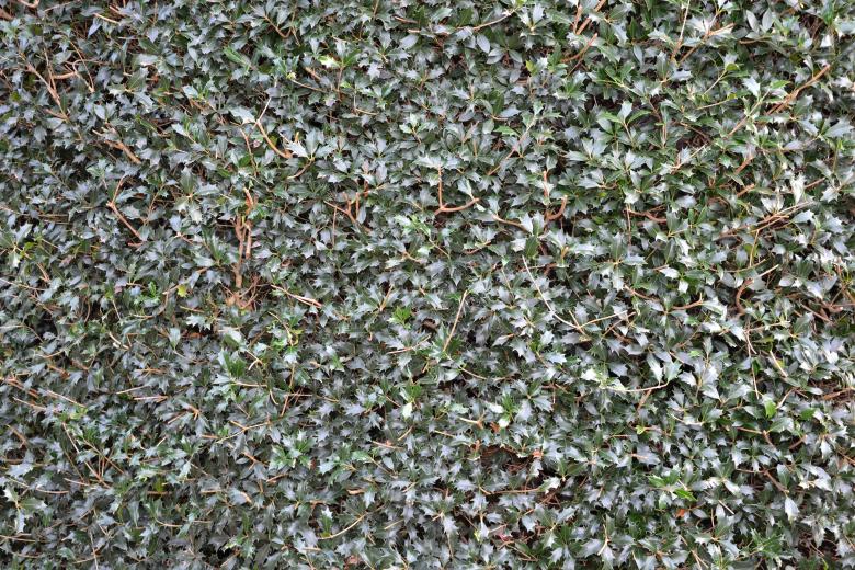 Free stock image of Christmas holly background created by Tomas Adomaitis