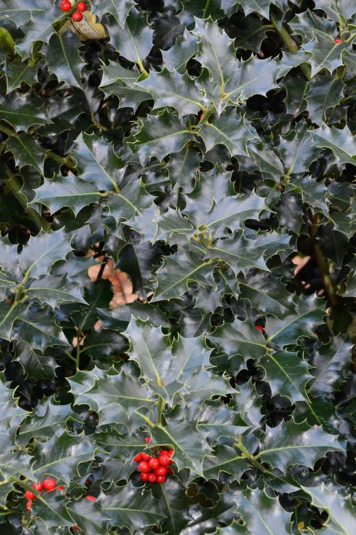 Free stock image of Christmas holly created by Tomas Adomaitis