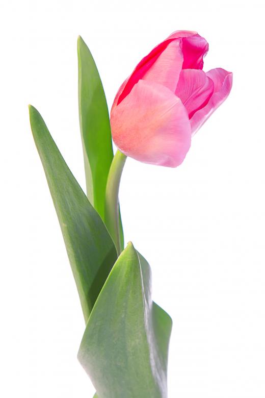 Free stock image of Pink tulip created by 2happy