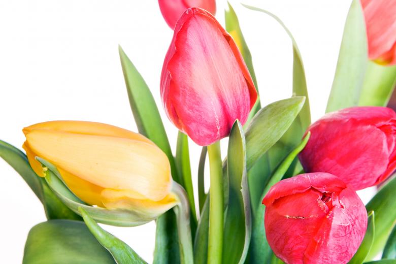 Free stock image of Tulips created by 2happy
