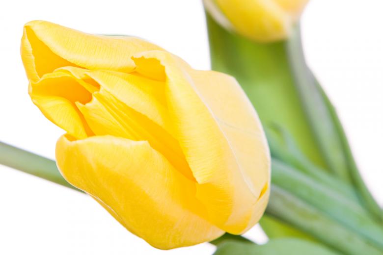 Free stock image of Yellow tulips created by 2happy