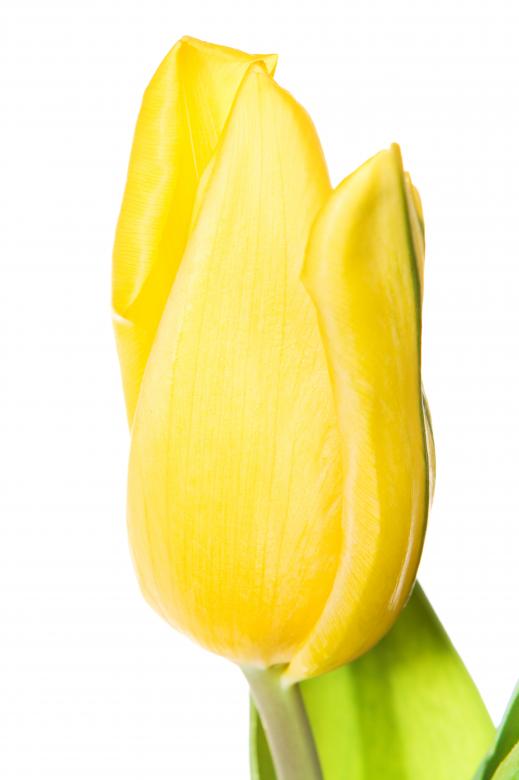 Free stock image of Yellow tulips created by 2happy