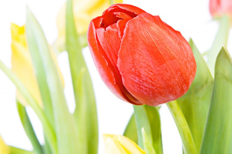 Free stock image of Tulips created by 2happy