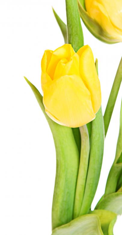 Free stock image of Yellow tulips created by 2happy