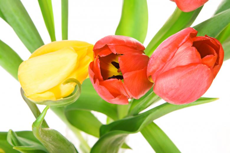 Free stock image of Tulips created by 2happy