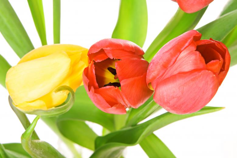 Free stock image of Tulips created by 2happy