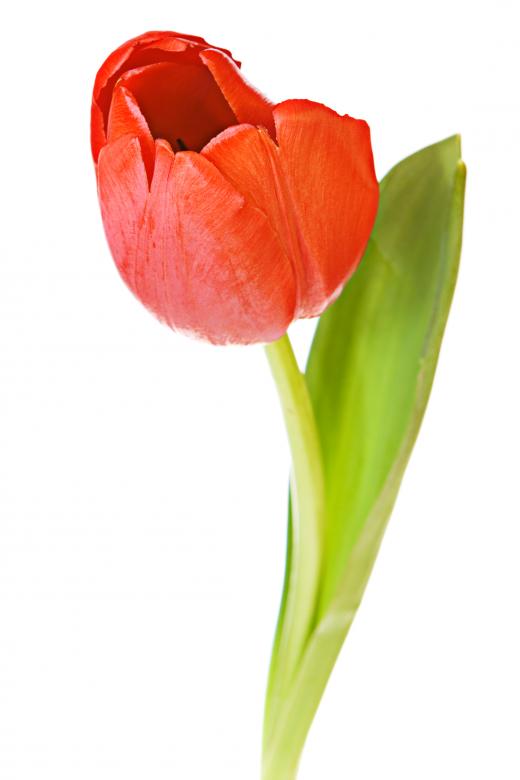 Free stock image of Red Tulip created by 2happy