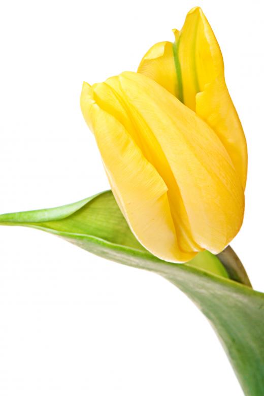 Free stock image of Yellow tulip created by 2happy