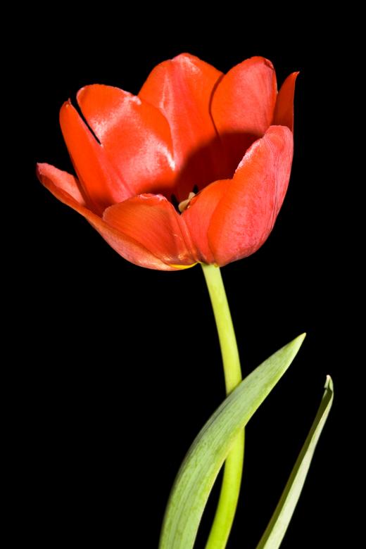 Free stock image of Tulip created by 2happy