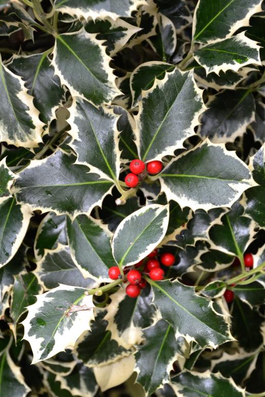 Free stock image of Christmas holly variegated created by Tomas Adomaitis