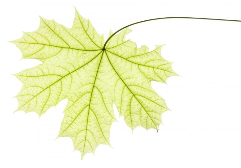 Free stock image of Leaf created by 2happy