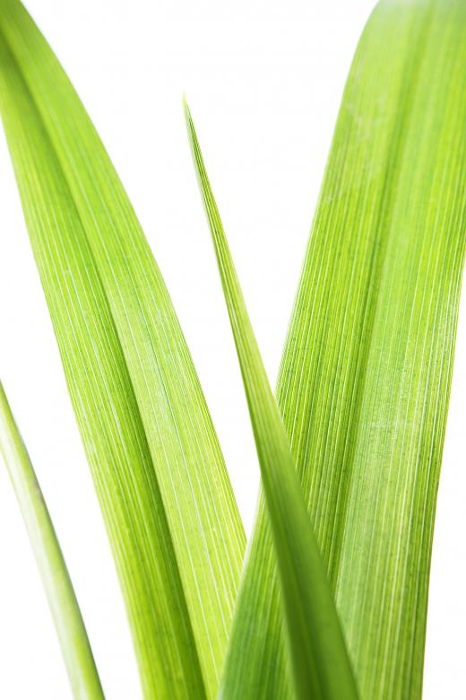 Free stock image of Leaves created by 2happy
