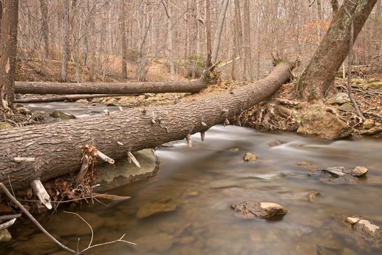 Free stock image of Cunningham Forest Stream - HDR created by Nicolas Raymond