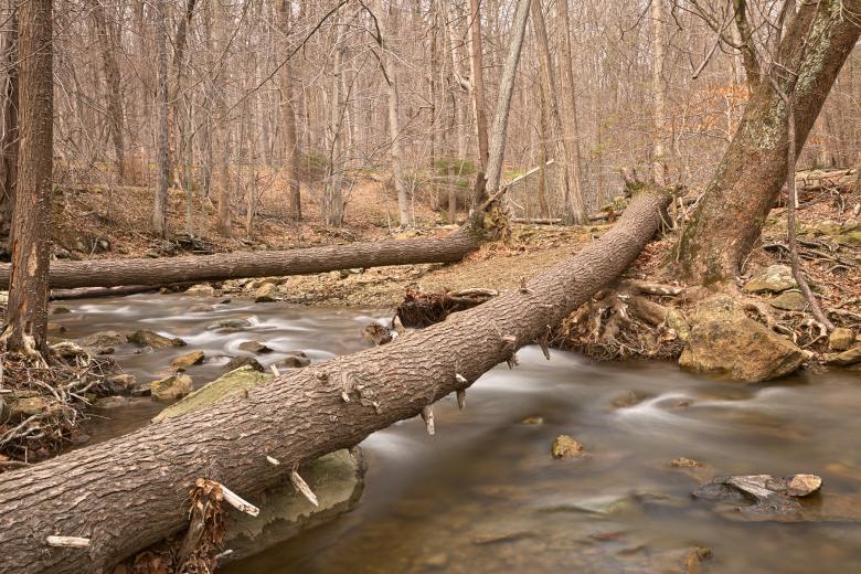 Free stock image of Cunningham Forest Stream - HDR created by Nicolas Raymond