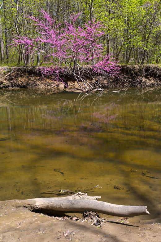 Free stock image of Rock Creek Stream & Foliage - Green & Pi created by Nicolas Raymond