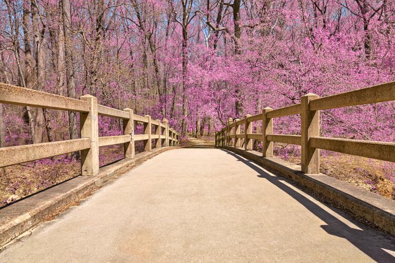 Free stock image of Bridge to Pink Paradise - HDR created by Nicolas Raymond