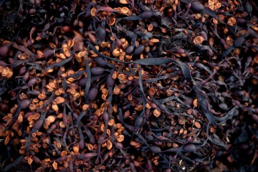 Free Stock Photo of Seaweed Texture