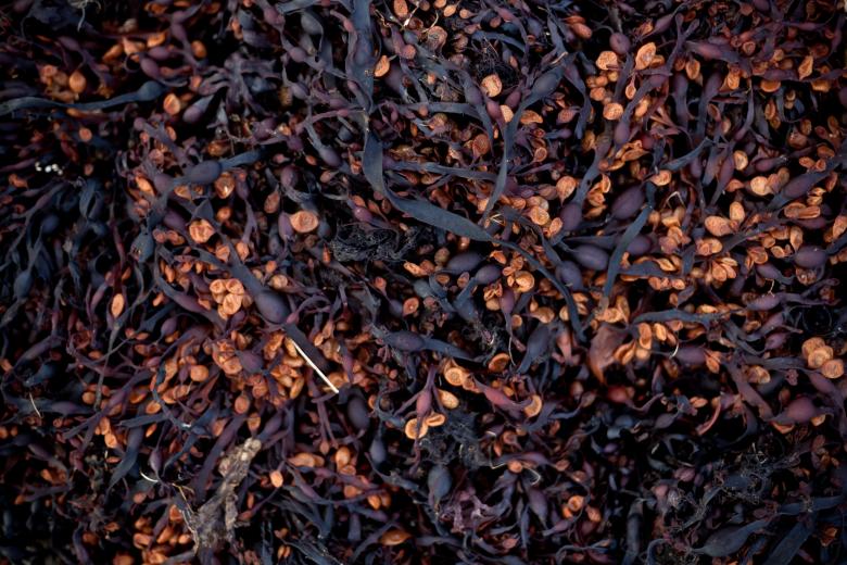 Free stock image of Seaweed Texture created by Free Texture Friday