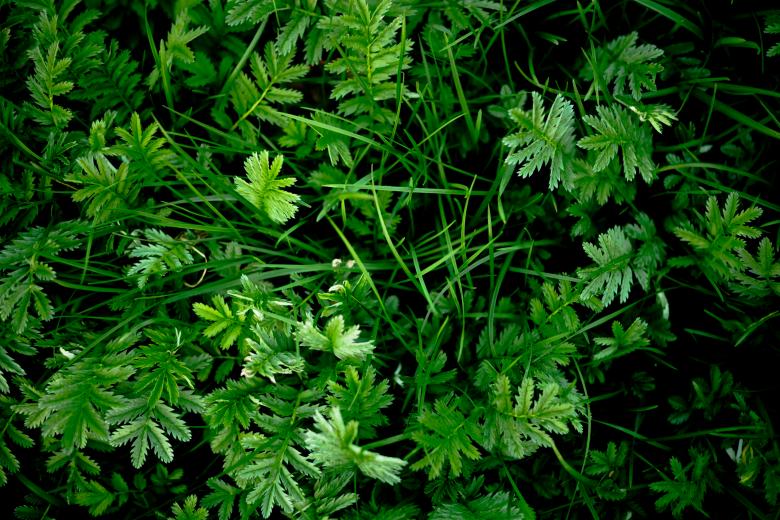Free stock image of Vivid Green Plants created by Free Texture Friday