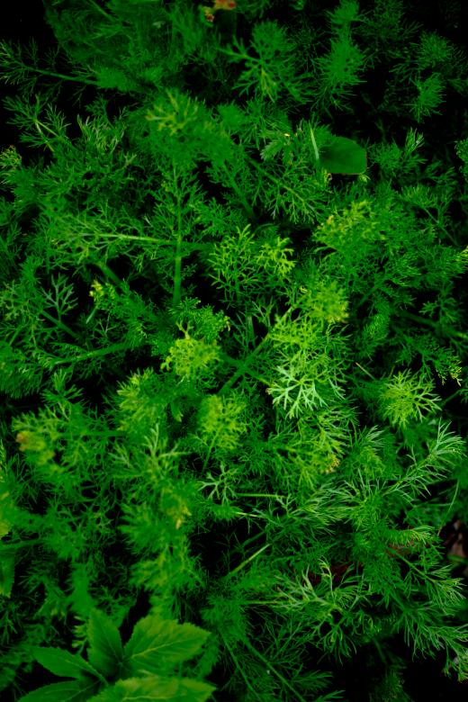 Free stock image of Vivid Green Plants created by Free Texture Friday