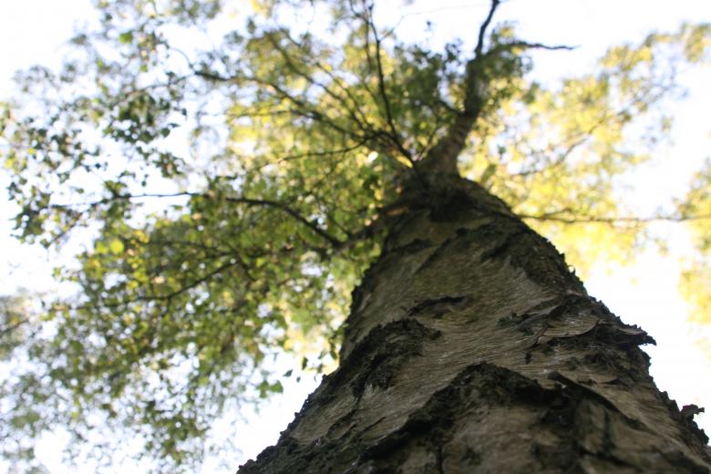 Free stock image of Tree Woodlands created by Nerd Tech