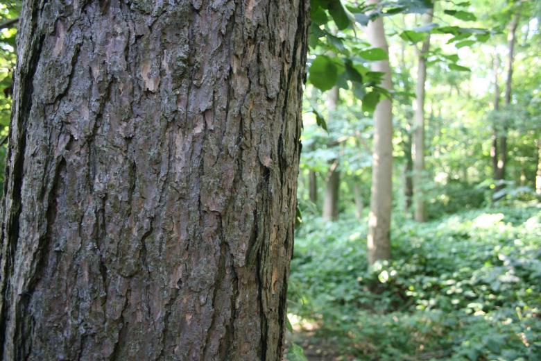 Free stock image of Tree Woodlands created by Nerd Tech