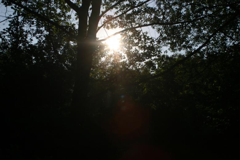 Free stock image of Tree on a sunny day created by Nerd Tech