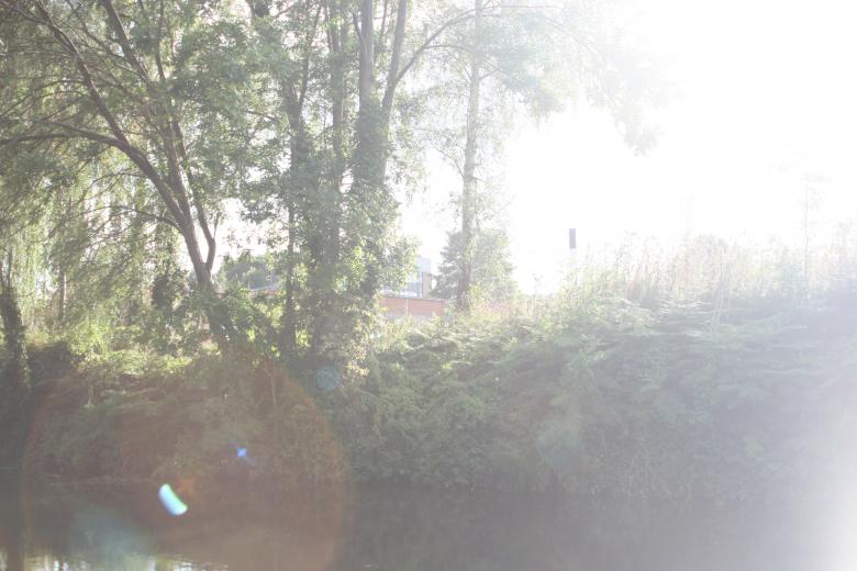 Free stock image of Sunny trees created by Nerd Tech