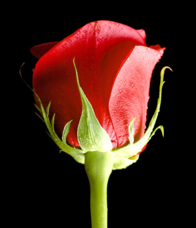 Free stock image of Red rose on black created by 2happy