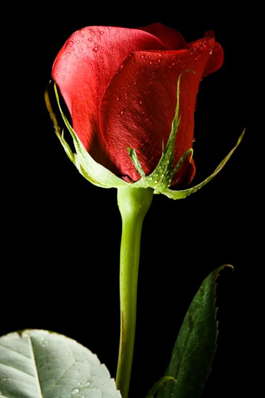 Free stock image of Red rose on black created by 2happy