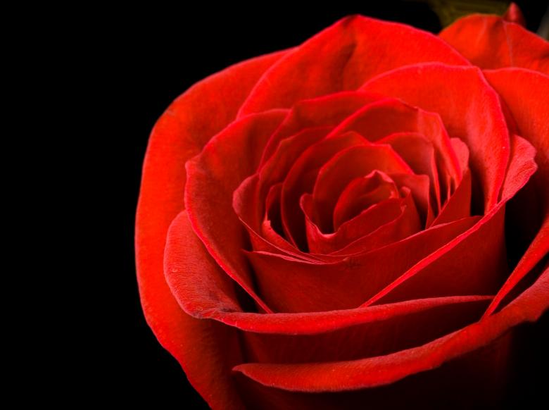 Free stock image of Red rose on black created by 2happy