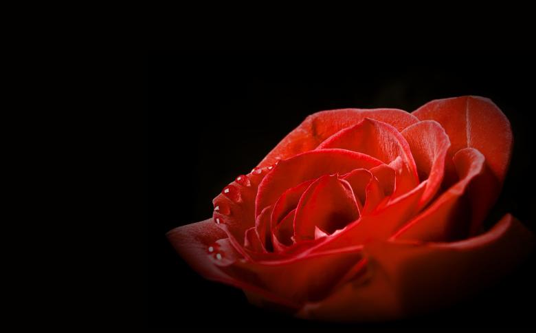Free stock image of Red rose on black created by 2happy