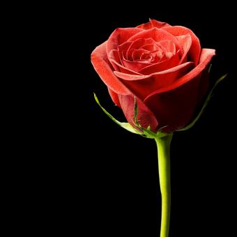 Free Stock Photo of Red rose on black