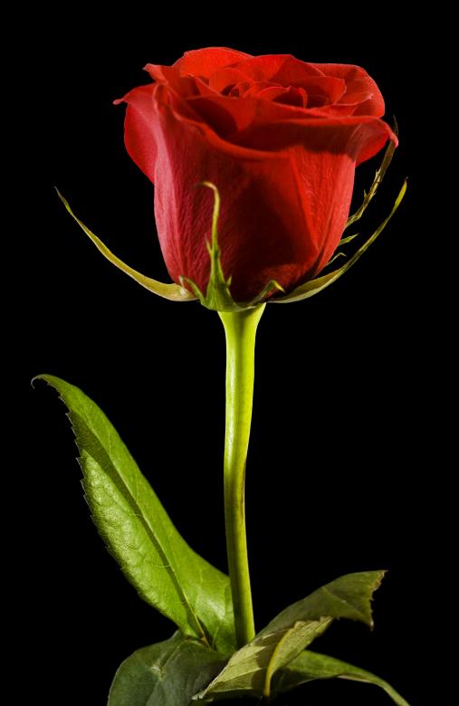 Free stock image of Red rose on black created by 2happy