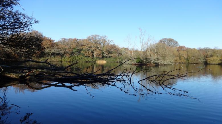 Free stock image of Southampton Common Pond created by Wady Galfskiy