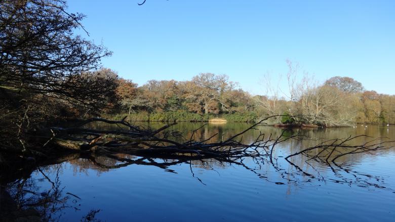 Free stock image of Southampton Common Pond created by Wady Galfskiy