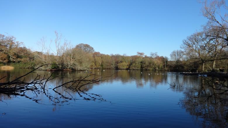 Free stock image of Southampton Common Pond created by Wady Galfskiy
