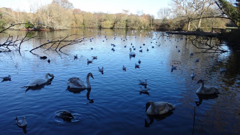 Free stock image of Birds and Swans created by Wady Galfskiy