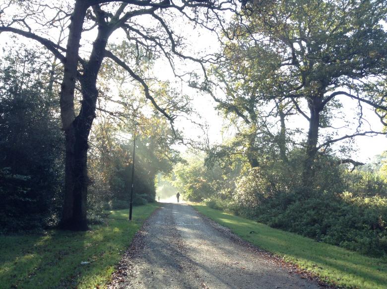 Free stock image of Southampton Common Morning Sun Rays created by Wady Galfskiy