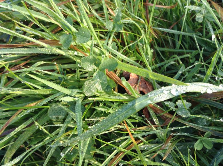 Free stock image of Dew on grass created by Wady Galfskiy