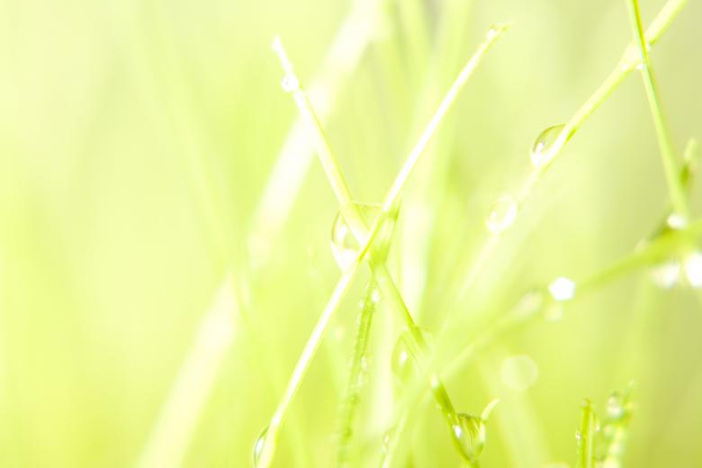 Free stock image of Wet grass created by 2happy