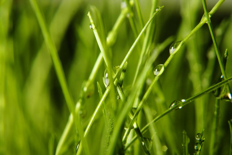 Free stock image of Wet grass created by 2happy
