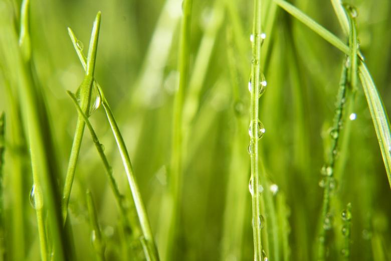 Free stock image of Wet grass created by 2happy